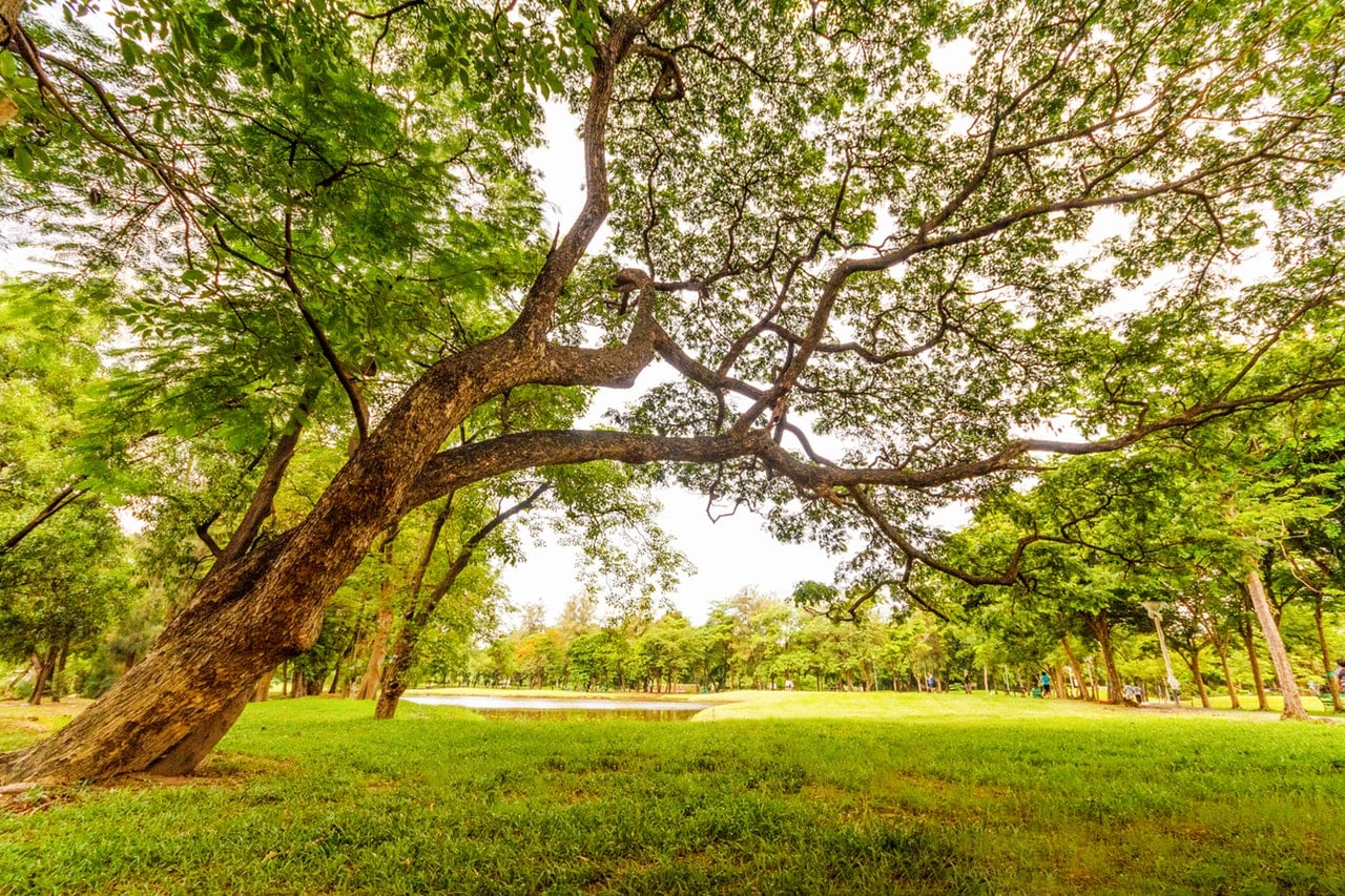 A beautiful Oak Tree in a park.